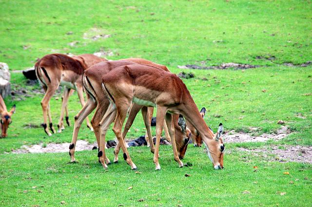dierentuin emmen_0821